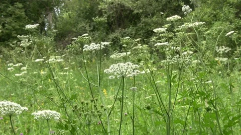 Grass Video stock 8519007