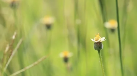 Grass. Video stock 8599034