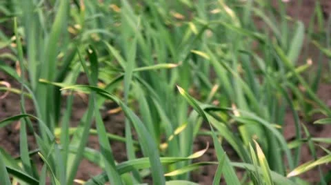 Grass Stock Footage 9539437