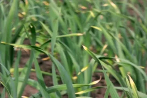 Grass Stock Footage 10610058