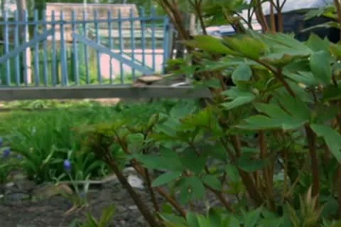 Grass Stock Footage 10610067