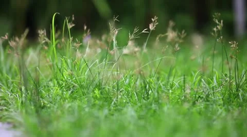 Grass Stock Footage 10745311