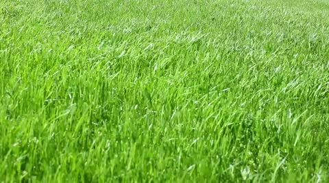 Grass Stock Footage 10912479