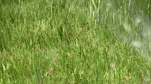 Grass Stock Footage 11397691