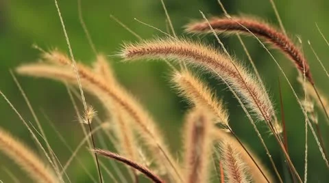 Grass Stock Footage 12188674