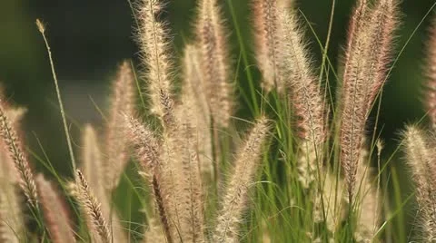 Grass Vídeos de archivo 12189722