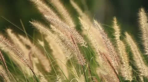 Grass Stock Footage 12189937