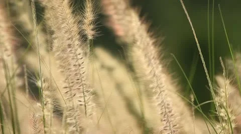 Grass Stock Footage 12190215