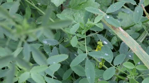 Grass Stock Footage 12381165