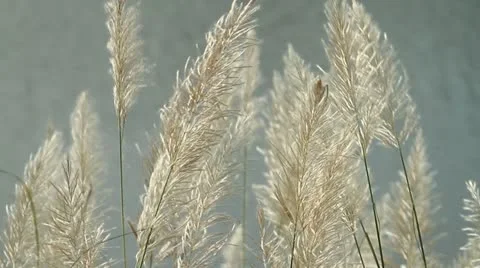 Grass Stock Footage 20017268