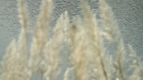 Grass Stock Footage 20027490