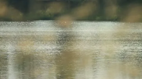 Grass Stock Footage 20034309