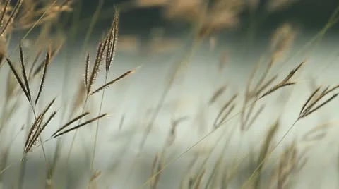 Grass Stock Footage 20041322