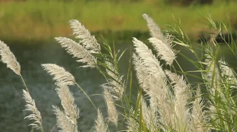 Grass Stock Footage 20051412