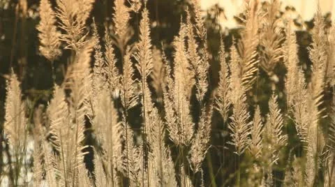 Grass Stock Footage 20067808