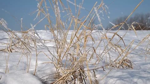 Grass Stock-Footage 21634324
