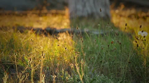 Grass 動画素材 22731596