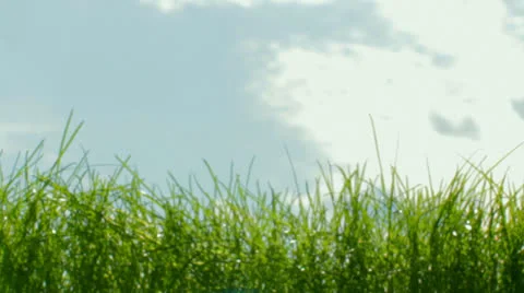 Grass Stockbeeldmateriaal 22978037