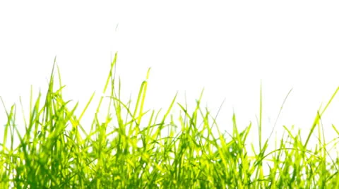 Grass Vidéo 22978057