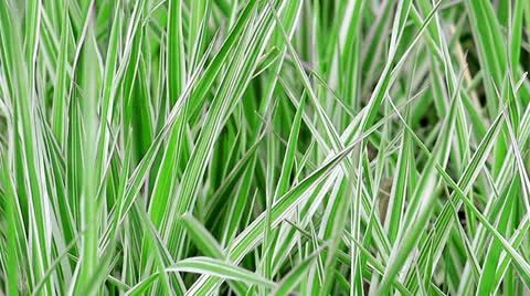 Grass Stock Footage 22985345