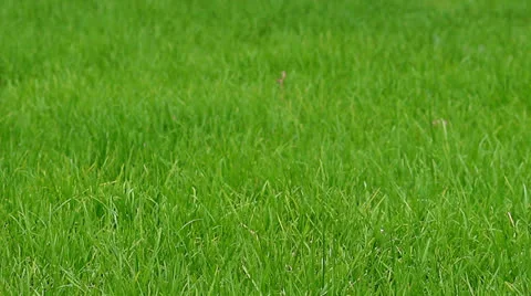 Grass Stock Footage 22985841