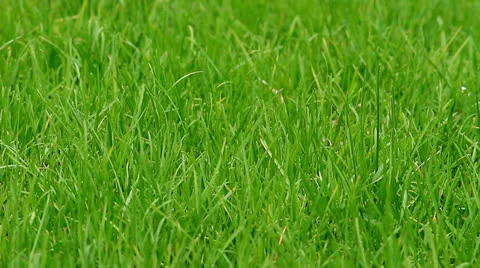 Grass Stock Footage 22986095