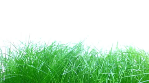 Grass Stock Footage 23115905