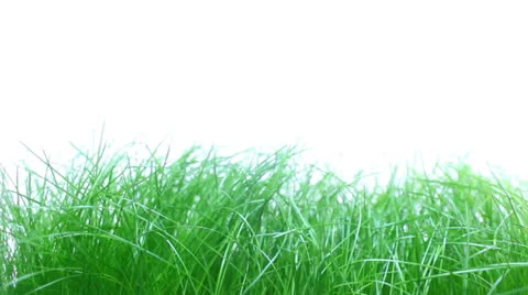 Grass Видео 23115973