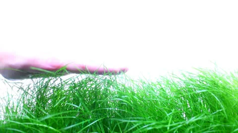 Grass Vidéo 23115991