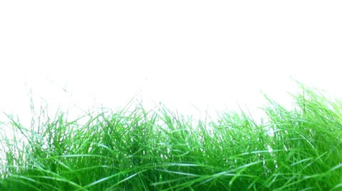 Grass Stockbeeldmateriaal 23116046