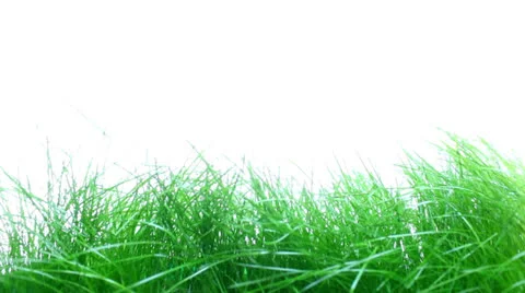 Grass Stock Footage 23116072