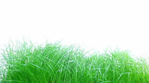 Grass Stock Footage 23116124