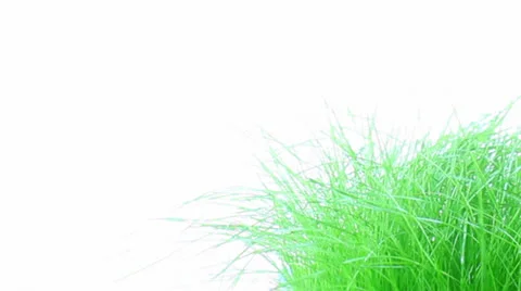 Grass Video stock 23116205