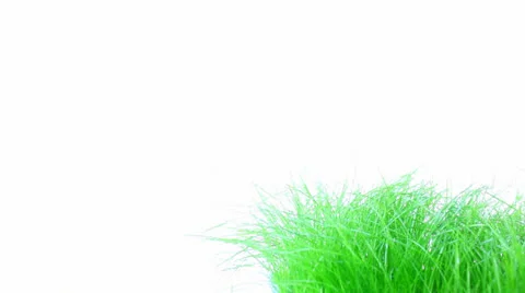 Grass Stock Footage 23116209