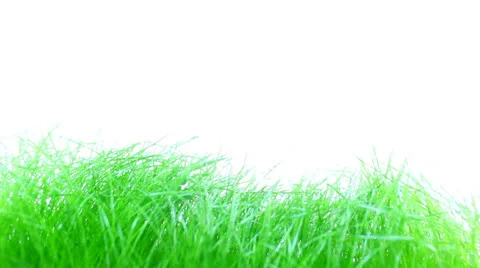 Grass Vídeo Stock 23116261
