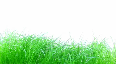 Grass Stock Footage 23116267