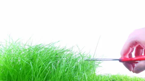 Grass Stock Footage 23116315