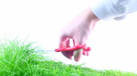 Grass Stockbeeldmateriaal 23116343