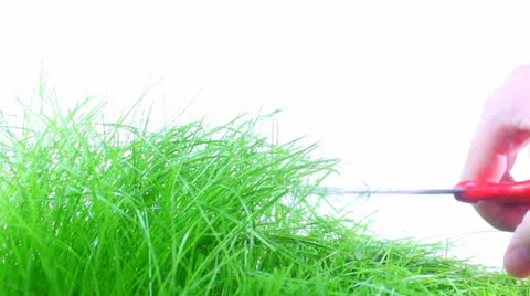 Grass Видео 23116353