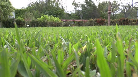 Grass Stock-Footage 23576917