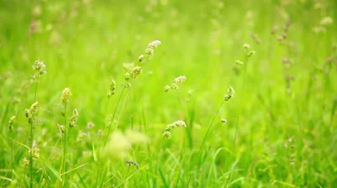 Grass Stock-Footage 24452808