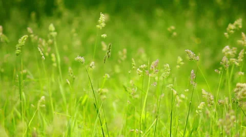 Grass Vídeos de archivo 24467413