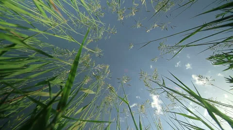 Grass Stock Footage 24614886