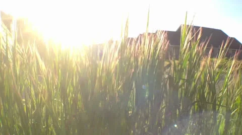 Grass Stock Footage 24687011