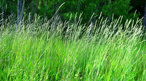 Grass Stock Footage 24804772