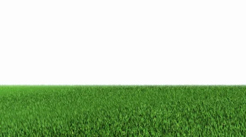 Grass Stock Footage 25119732