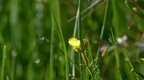 Grass Stock Footage 32662871