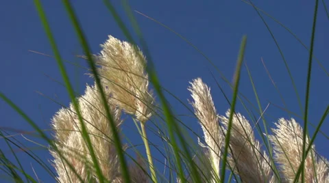 Grass Stock Footage 33183081