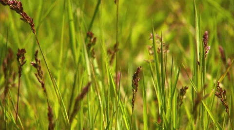 Grass Stock Footage 35758919