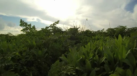 Grass Video stock 36793064